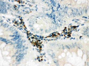 SPARC-like protein 1 SPARCL1/SPARC Rabbit Polyclonal Antibody