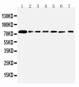 SPARC-like protein 1 SPARCL1/SPARC Rabbit Polyclonal Antibody