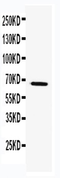 TRAF5 Rabbit Polyclonal Antibody