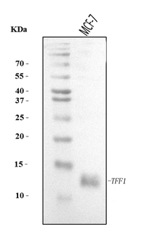 TFF1 Rabbit Polyclonal Antibody