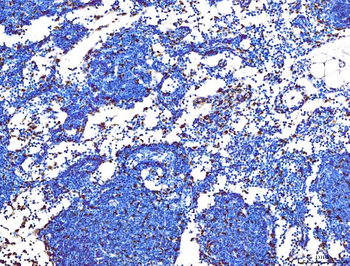 PU.1/SPI1/PU Rabbit Polyclonal Antibody