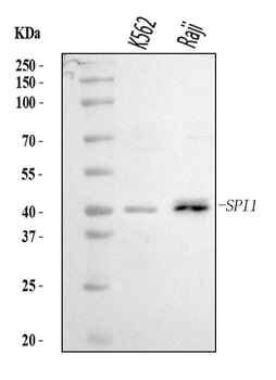 PU.1/SPI1/PU Rabbit Polyclonal Antibody