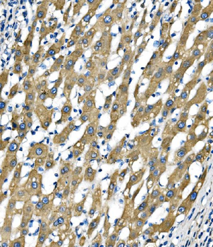 Sigma1-receptor/SIGMAR1 Rabbit Polyclonal Antibody