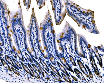 Sigma1-receptor/SIGMAR1 Rabbit Polyclonal Antibody