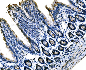 Sigma1-receptor/SIGMAR1 Rabbit Polyclonal Antibody