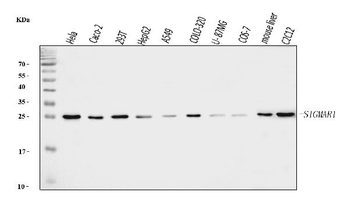 Sigma1-receptor/SIGMAR1 Rabbit Polyclonal Antibody