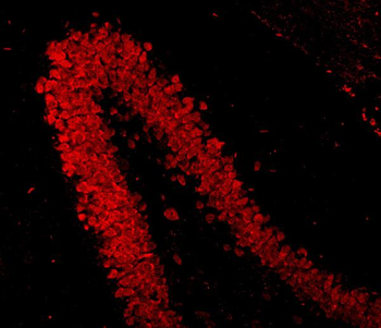 NeuN/Rbfox3 Rabbit Polyclonal Antibody