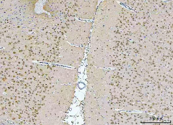 NeuN/Rbfox3 Rabbit Polyclonal Antibody