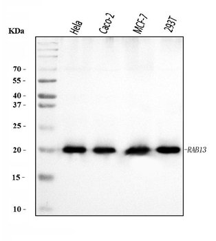 RAB13 Rabbit Polyclonal Antibody