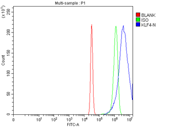 KLF4 Rabbit Polyclonal Antibody