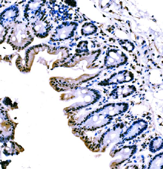 KLF4 Rabbit Polyclonal Antibody
