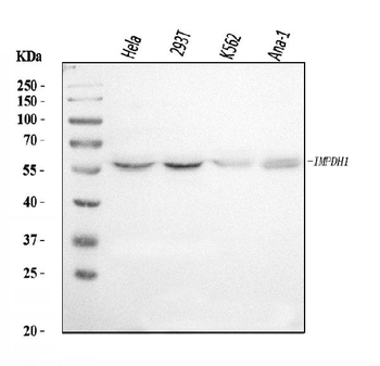 IMPDH1 Rabbit Polyclonal Antibody