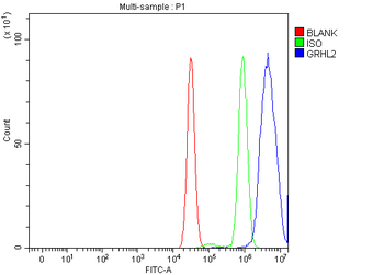 GRHL2 Rabbit Polyclonal Antibody