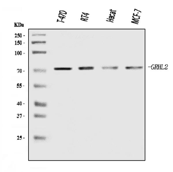 GRHL2 Rabbit Polyclonal Antibody