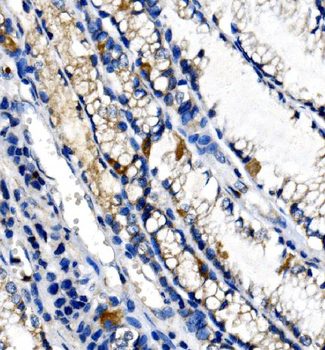 Ghrelin/GHRL Rabbit Polyclonal Antibody