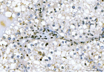 GADD45B Rabbit Polyclonal Antibody