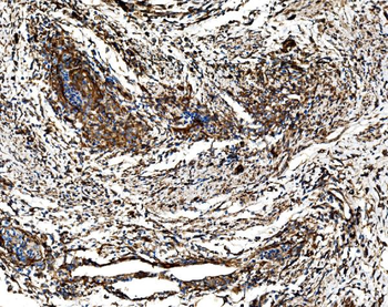 G3BP/G3BP1 Rabbit Polyclonal Antibody