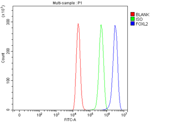 FOXL2 Rabbit Polyclonal Antibody