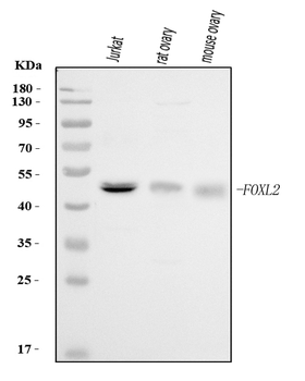 FOXL2 Rabbit Polyclonal Antibody