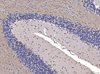 FGF2 Rabbit Polyclonal Antibody