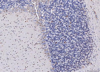 FGF2 Rabbit Polyclonal Antibody
