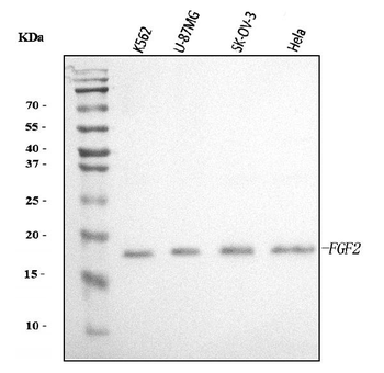 FGF2 Rabbit Polyclonal Antibody