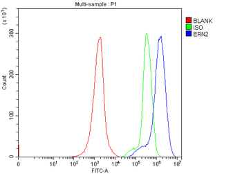 ERN2 Rabbit Polyclonal Antibody