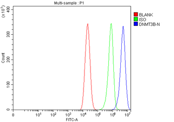 DNMT3B Rabbit Polyclonal Antibody