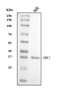 DMC1 Rabbit Polyclonal Antibody