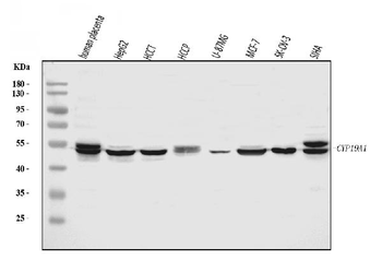 Aromatase/Cyp19a1 Rabbit Polyclonal Antibody