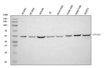 Aromatase/Cyp19a1 Rabbit Polyclonal Antibody