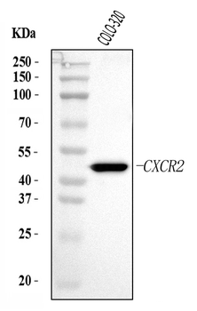 CXCR2 Rabbit Polyclonal Antibody