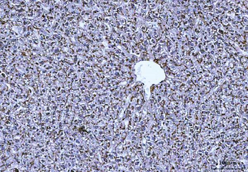 Cathepsin B/CTSB Rabbit Polyclonal Antibody