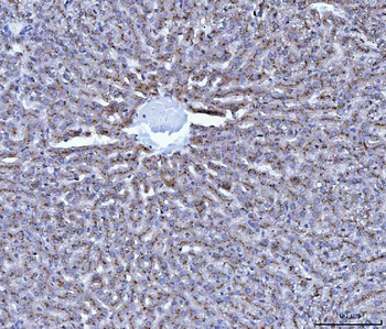 Cathepsin B/CTSB Rabbit Polyclonal Antibody