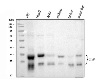 Cathepsin B/CTSB Rabbit Polyclonal Antibody