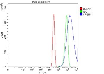 CPEB4 Rabbit Polyclonal Antibody
