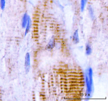 M Cadherin/CDH15 Rabbit Polyclonal Antibody