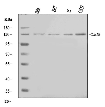 M Cadherin/CDH15 Rabbit Polyclonal Antibody