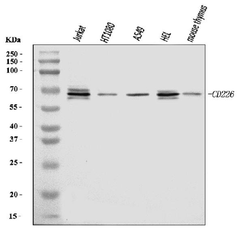 CD226 Rabbit Polyclonal Antibody