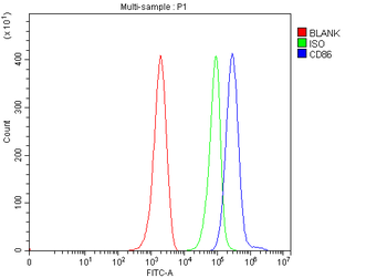 Cd86 Rabbit Polyclonal Antibody