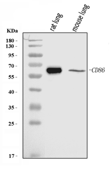 Cd86 Rabbit Polyclonal Antibody