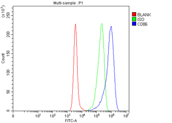 CD86 Rabbit Polyclonal Antibody