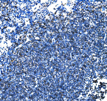 Cd27 Rabbit Polyclonal Antibody