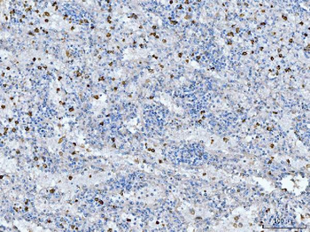 CD14 Rabbit Polyclonal Antibody