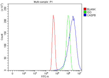 Caspase-8/CASP8 Rabbit Polyclonal Antibody