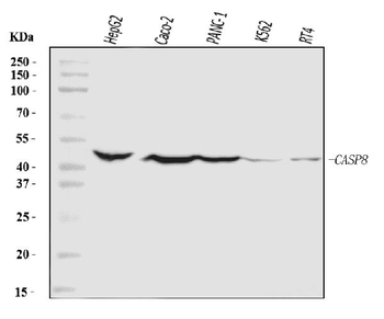 Caspase-8/CASP8 Rabbit Polyclonal Antibody