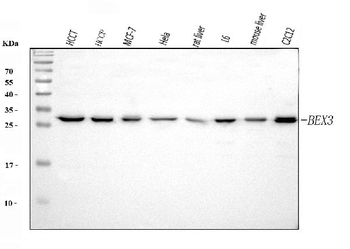 BEX3 Rabbit Polyclonal Antibody