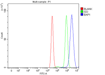 BAP1 Rabbit Polyclonal Antibody