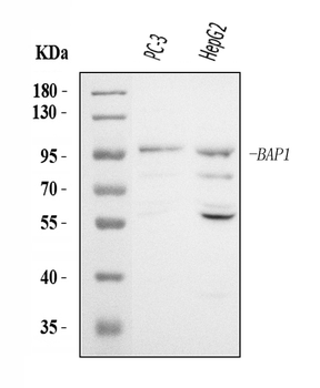 BAP1 Rabbit Polyclonal Antibody