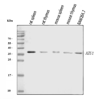 Azurocidin/AZU1 Rabbit Polyclonal Antibody